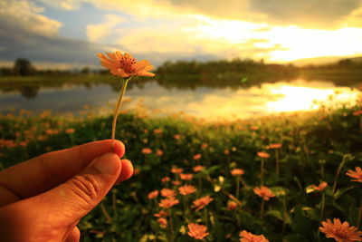 Close-up of hand holding flowering plant during sunset