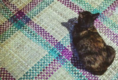 High angle view of cat sitting on floor