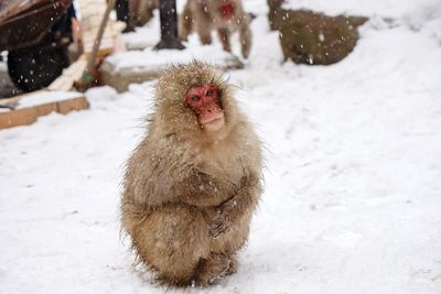 Baboon on snow