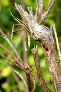 Close-up of ladybug on branch