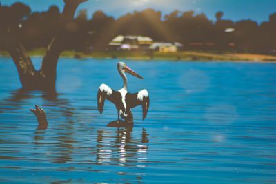 Pelican out on the lake