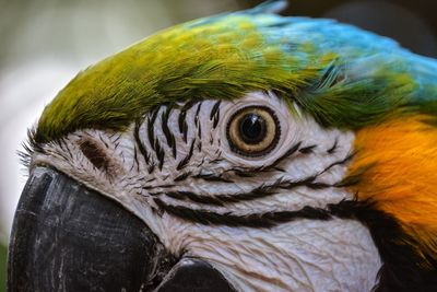 Close-up portrait of golden blue macaw
