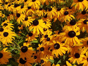 Full frame shot of sunflower field