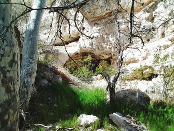 Rock formation amidst trees