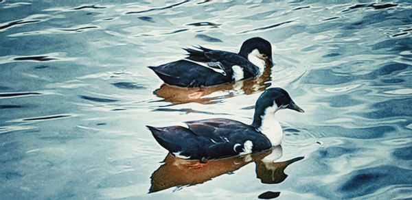 High angle view of duck swimming in lake