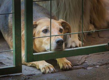 Close-up portrait of a dog