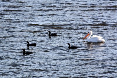 Swans swimming in lake