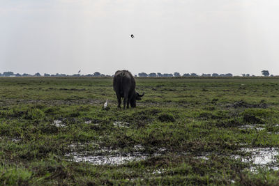 Horse grazing in a field