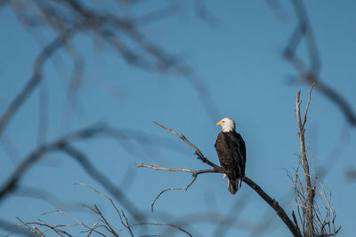 Bird perching on branch against sky