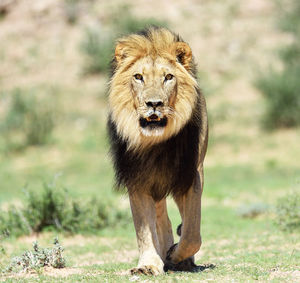 Lion standing on field