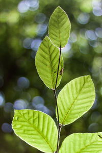 Close-up of fresh green leaves