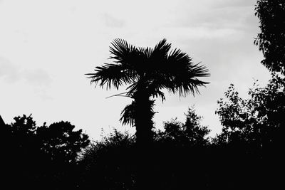 Low angle view of silhouette palm trees against sky