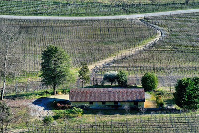 Plants growing on field