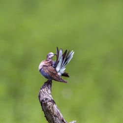 Close-up of bird perching on a branch