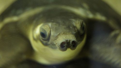 Close-up of eye