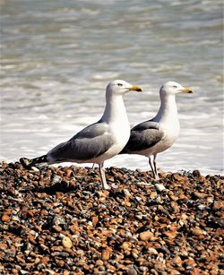 Close-up of seagull perching on pebbles at beach