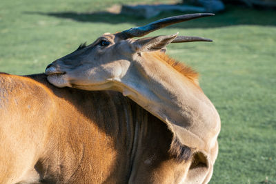 Close-up of a horse on field