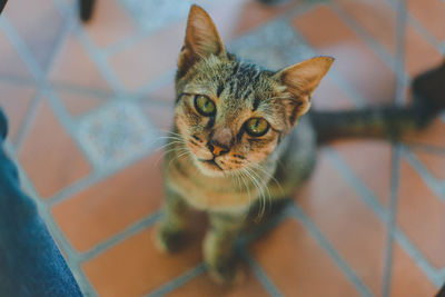 Portrait of tabby cat on floor at home