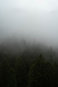 Pine trees in forest during foggy weather