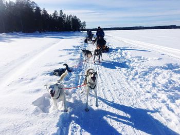 Man with sled dogs on snow covered field