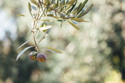 Close-up of fruits on twig