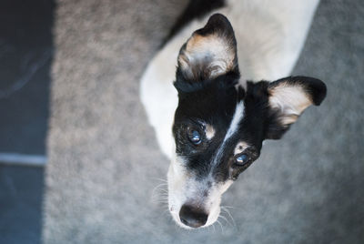 Close-up portrait of a dog