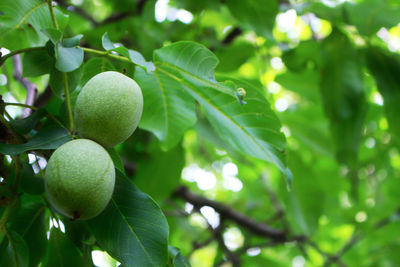 Close-up of fruit growing on tree