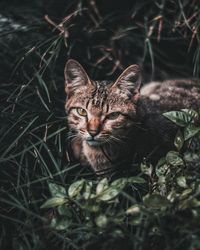 Portrait of tabby cat on field