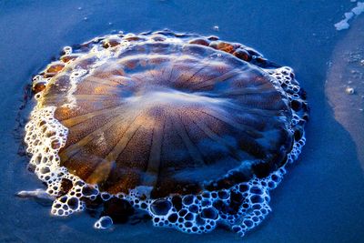 Close-up of jellyfish swimming in sea