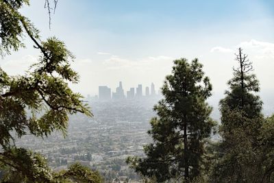 Los angeles skyline through trees from hilltop