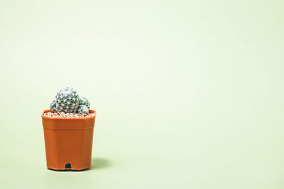 Close-up of potted plant against white background