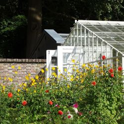 Yellow flowers against built structure