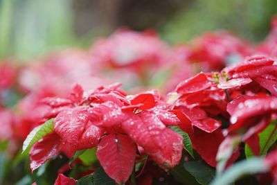 Close-up of wet red flowers