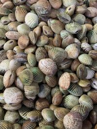 Full frame shot of shells