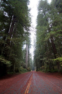 Road passing through forest