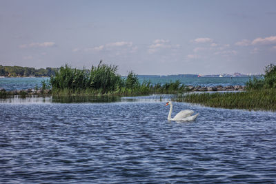 Swan swimming in lake against sky