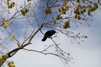 Low angle view of birds perching on branch