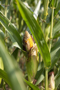 Close-up of corn growing on field