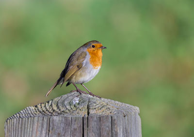 Close-up of bird perching on wooden post