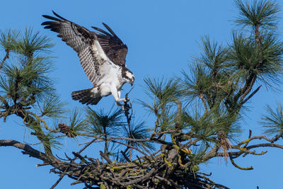 Low angle view of osprey perching on branch against clear blue sky