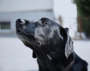 Close-up of a dog looking away