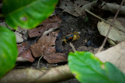 Close-up of insect on plant