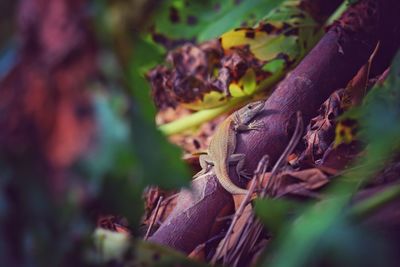 Close-up of a lizard on a land