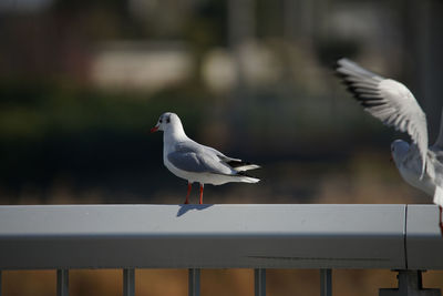 Seagull perching on railing