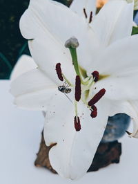 Close-up of white rose flower