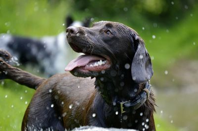 High angle view of dog in water