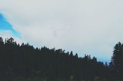 Low angle view of trees against sky