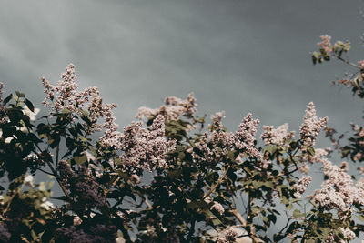 Close-up of cherry blossom tree
