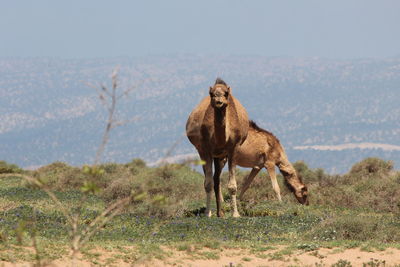 View of horse on field against sky