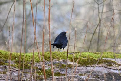 Bird perching on a lake